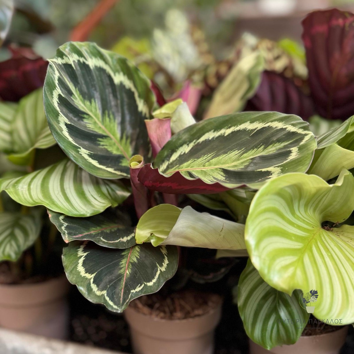 Καλαθέα (Calathea spp.) - 15 cm